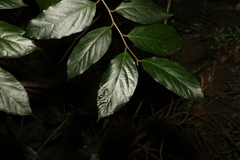 Alangium polyosmoides tomentosum