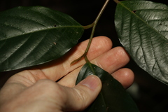 Alangium polyosmoides tomentosum