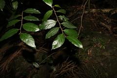 Alangium polyosmoides tomentosum