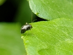 Halticus minutus