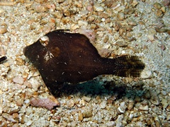 Acreichthys tomentosus