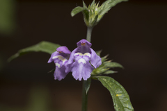 Galeopsis ladanum