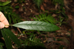 Elaeocarpus kirtonii