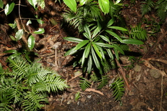 Elaeocarpus kirtonii