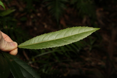 Elaeocarpus kirtonii