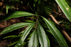 Elaeocarpus kirtonii