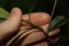 Elaeocarpus kirtonii