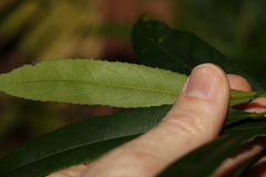 Elaeocarpus kirtonii