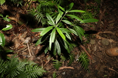 Elaeocarpus kirtonii