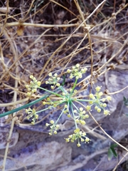Foeniculum vulgare
