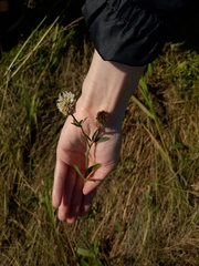 Trifolium montanum