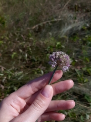 Allium strictum
