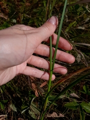 Allium strictum