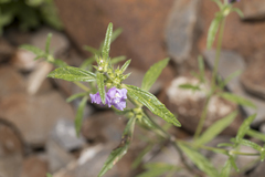Galeopsis ladanum