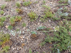 Oxytropis bargusinensis
