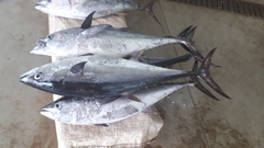 Thunnus