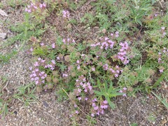Thymus dahuricus