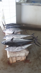 Thunnus