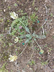 Oxytropis bargusinensis