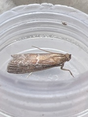 Uncinus obductella