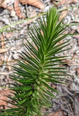 Melichrus adpressus