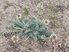 Oxytropis bargusinensis