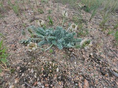 Oxytropis bargusinensis