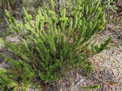 Melichrus adpressus