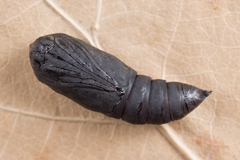 Scoliopteryx libatrix