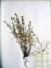 Dianthus woroschilovii