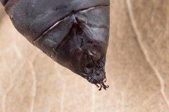 Scoliopteryx libatrix