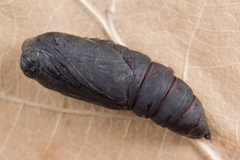 Scoliopteryx libatrix
