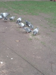 Columba livia domestica