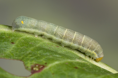 Orache Moth