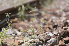 Galeopsis ladanum