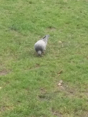 Columba livia domestica