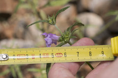 Galeopsis ladanum