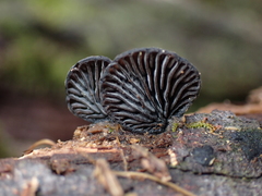 Resupinatus niger