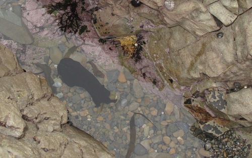 Aplysia juliana