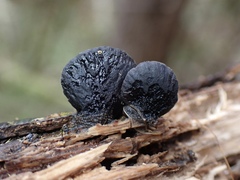 Resupinatus niger