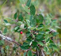 Cotoneaster uniflorus