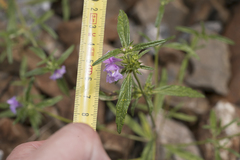 Galeopsis ladanum