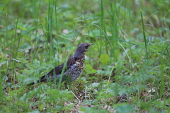 Turdus pilaris