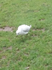 Chroicocephalus novaehollandiae