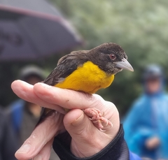 Ploceus bicolor bicolor