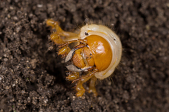 Melolontha hippocastani