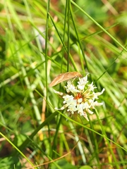 Pyrausta aerealis