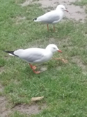 Chroicocephalus novaehollandiae