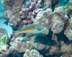 Stethojulis balteata