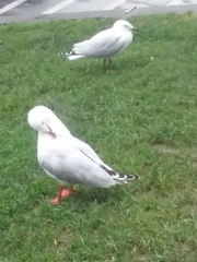 Chroicocephalus novaehollandiae